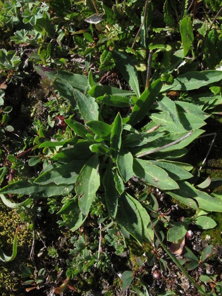 <i>Hieracium armerioides</i> Arv.-Touv.