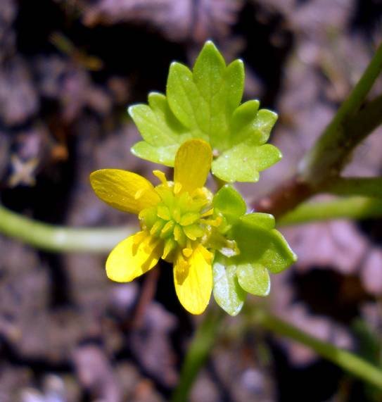 <i>Ranunculus muricatus</i> L.