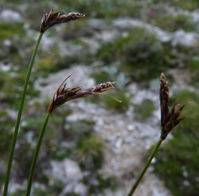 <i>Carex mucronata</i> All.
