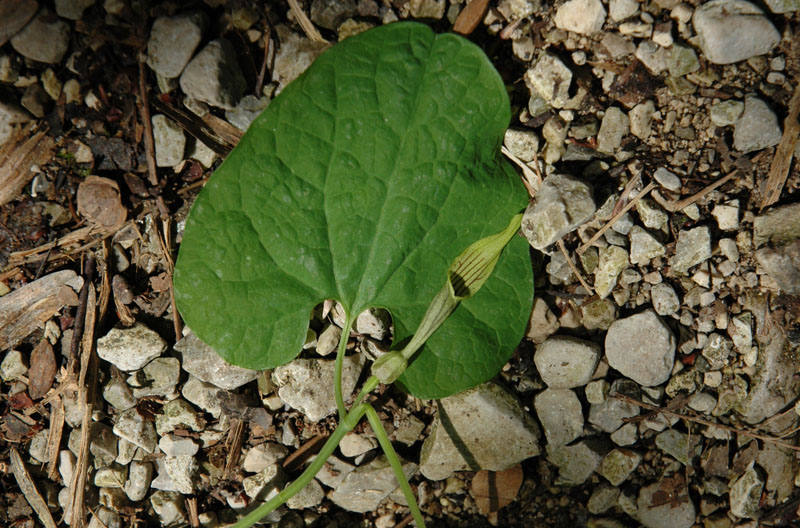 <i>Aristolochia pallida</i> Willd.