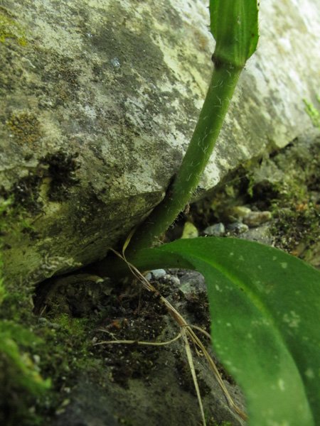 <i>Hieracium inuloides</i> Tausch