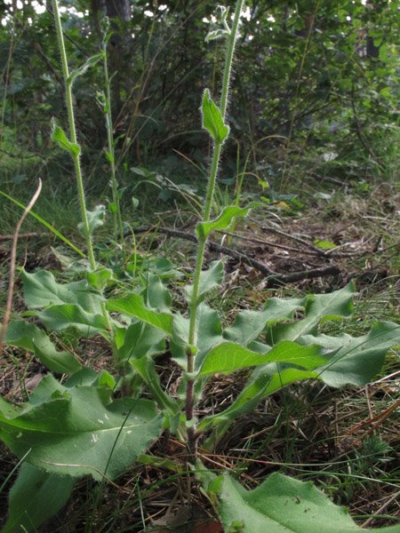 <i>Hieracium symphytaceum</i> Arv.-Touv. subsp. <i>symphytaceum</i>