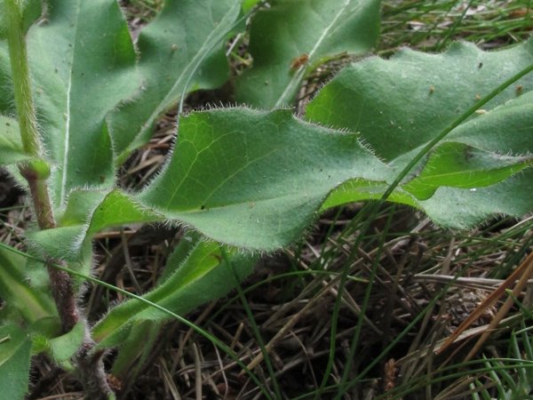 <i>Hieracium symphytaceum</i> Arv.-Touv. subsp. <i>symphytaceum</i>