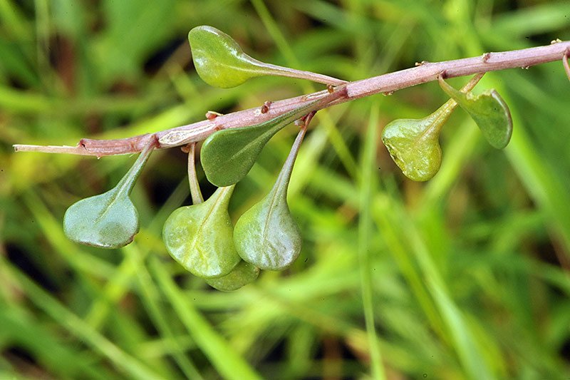 <i>Sesamoides spathulifolia</i> (Revelière ex Boreau) Rothm.