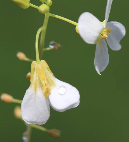 <i>Arabidopsis arenosa</i> (L.) Lawalrée