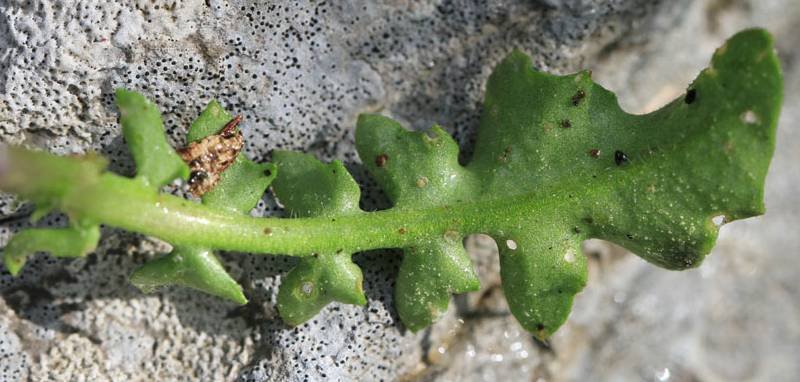 <i>Arabidopsis arenosa</i> (L.) Lawalrée