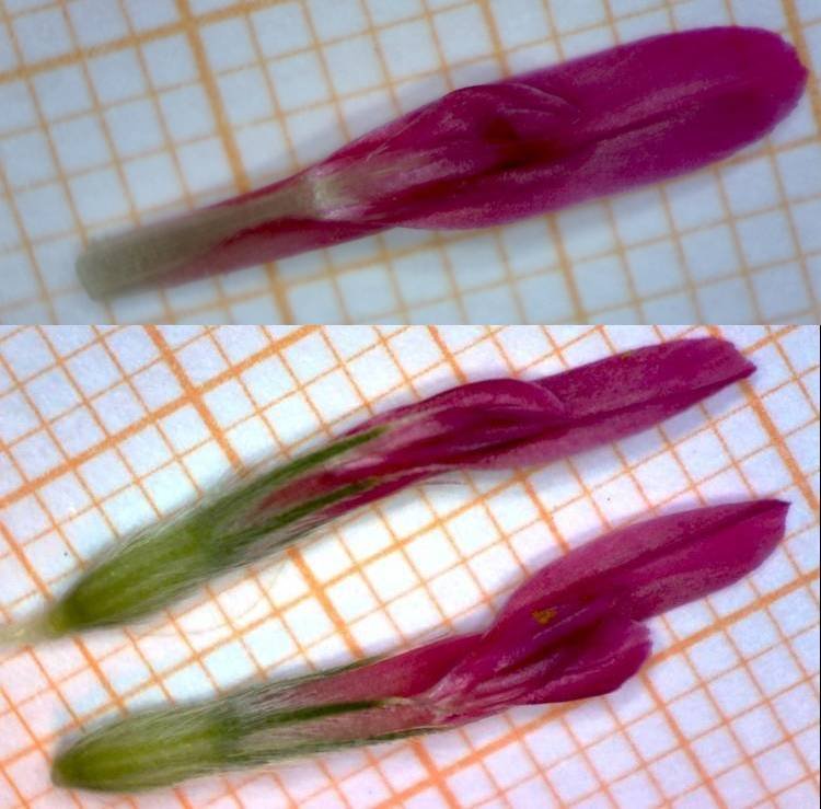 <i>Trifolium incarnatum</i> L.