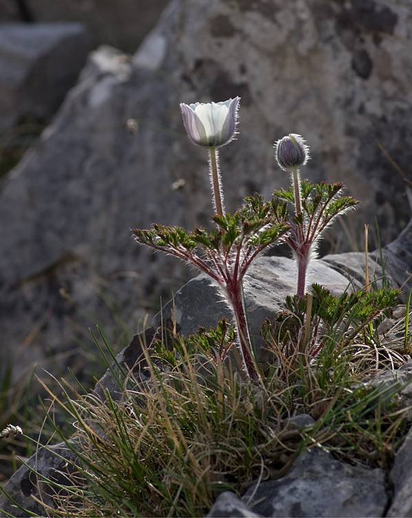 <i>Pulsatilla alpina</i> (L.) Delarbre subsp. <i>millefoliata</i> (Bertol.) D.M.Moser
