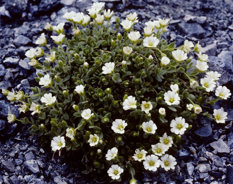 <i>Cerastium alpinum</i> L.