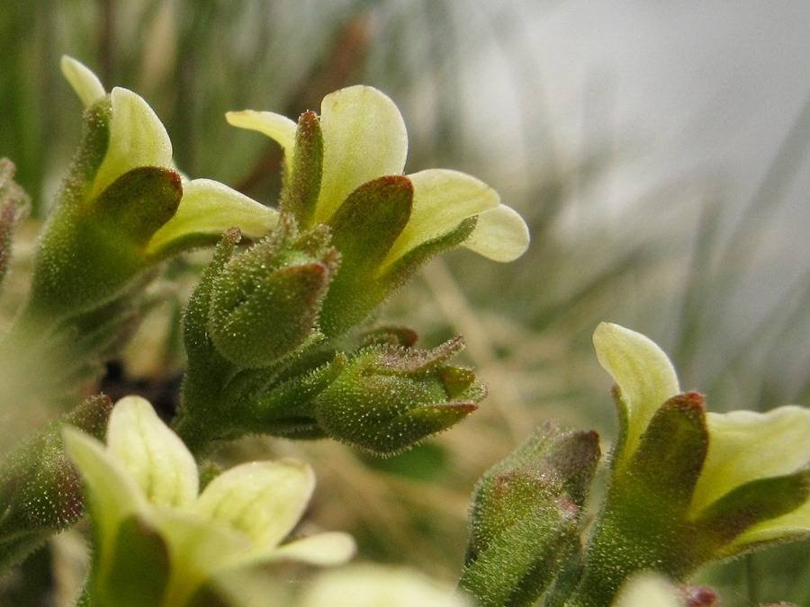 <i>Saxifraga exarata</i> Vill. subsp. <i>exarata</i>