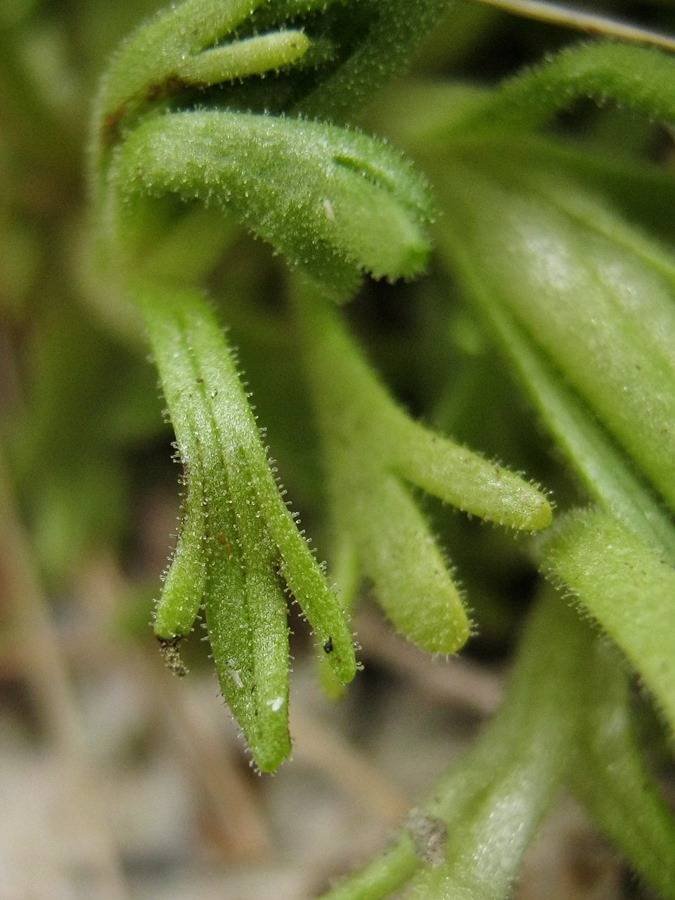 <i>Saxifraga exarata</i> Vill. subsp. <i>exarata</i>