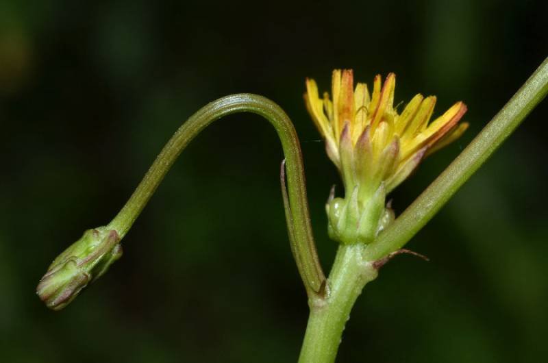 <i>Crepis zacintha</i> (L.) Loisel.