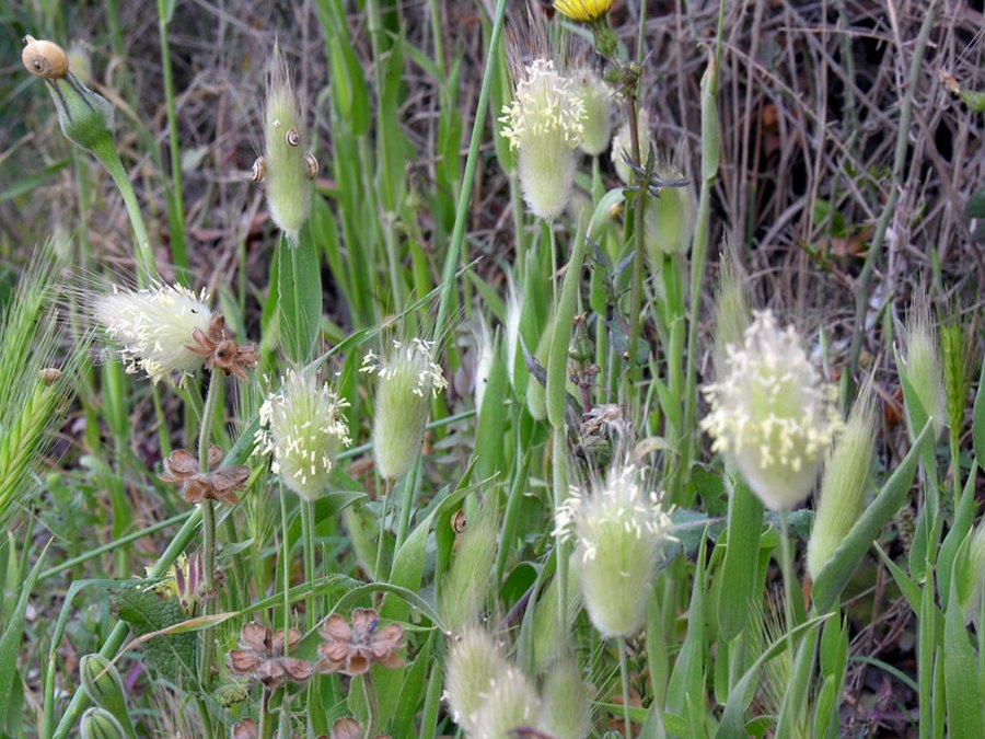 <i>Lagurus ovatus</i> L. subsp. <i>ovatus</i>