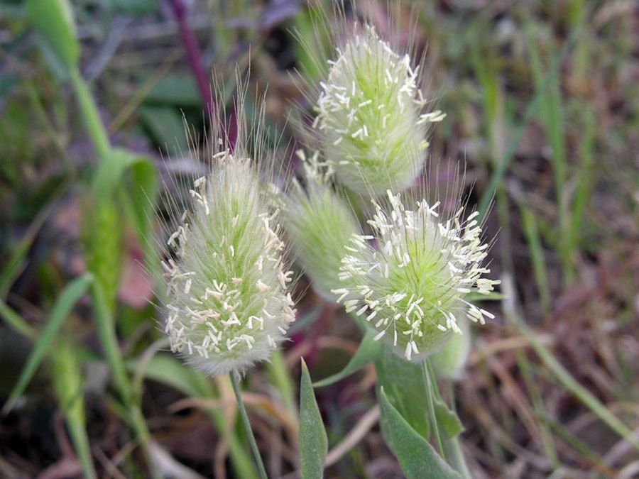 <i>Lagurus ovatus</i> L. subsp. <i>ovatus</i>