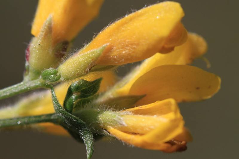 <i>Genista sericea</i> Wulfen subsp. <i>sericea</i>