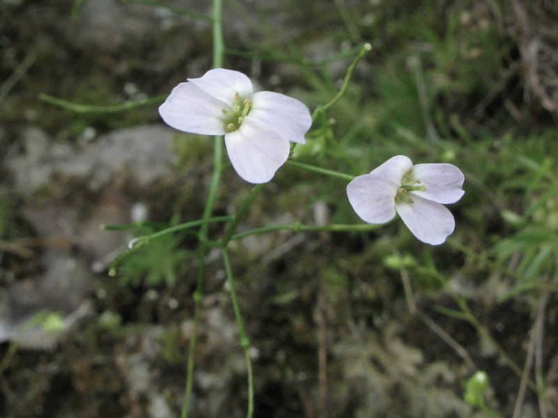 <i>Arabidopsis halleri</i> (L.) O'Kane & Al-Shehbaz subsp. <i>ovirensis</i> (Wulfen) O'Kane & Al-Shehbaz