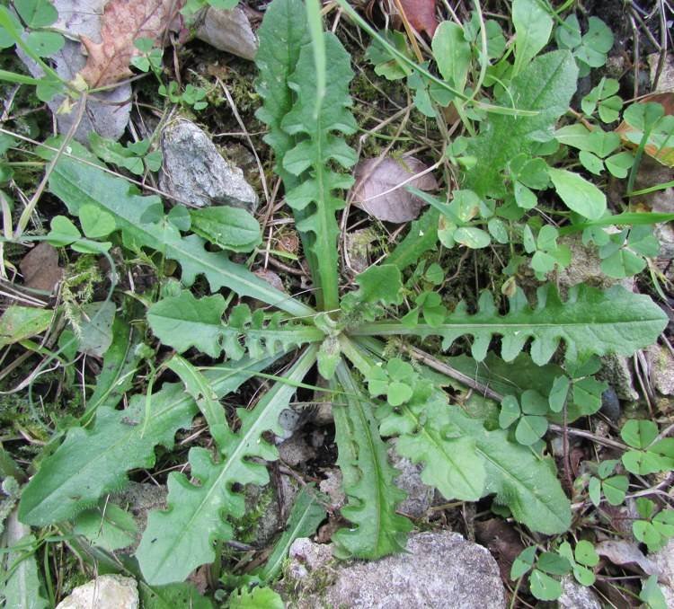 <i>Crepis neglecta</i> L.