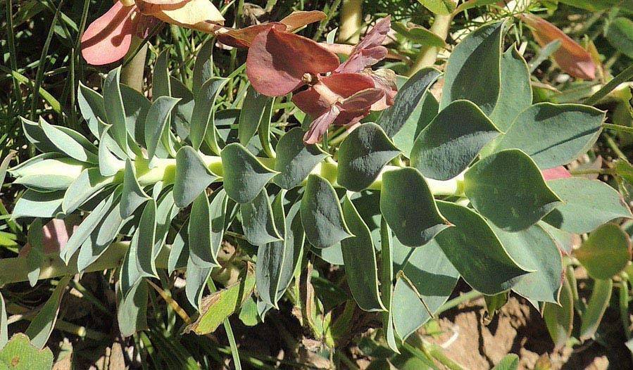 <i>Euphorbia myrsinites</i> L. subsp. <i>myrsinites</i>