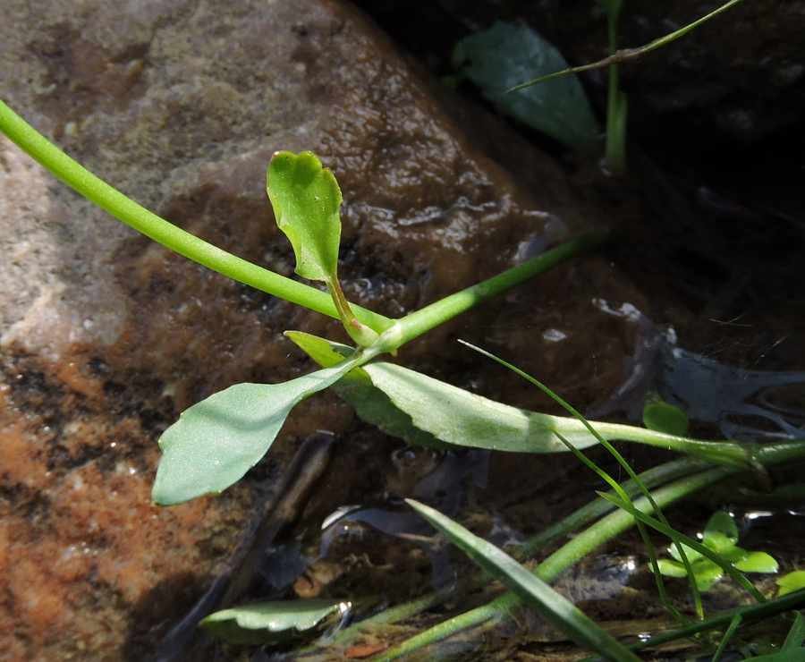 <i>Ranunculus fontanus</i> C.Presl