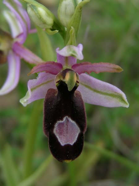 <i>Ophrys bertolonii</i> Moretti subsp. <i>saratoi</i> (E.G.Camus) Soca