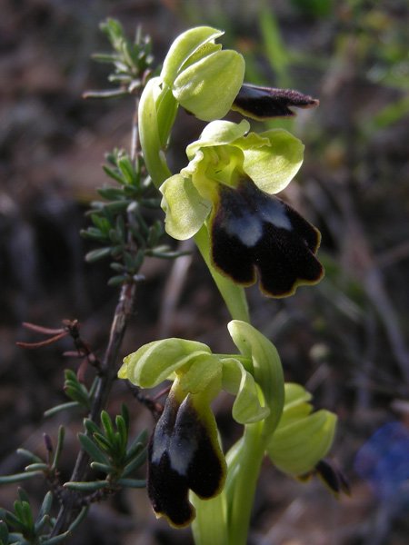 <i>Ophrys delforgei</i> Devillers-Tersch. & Devillers