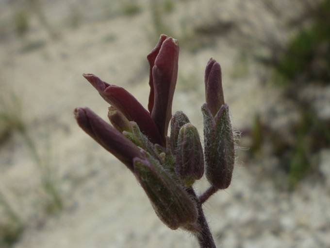 <i>Hesperis laciniata</i> All. subsp. <i>laciniata</i>