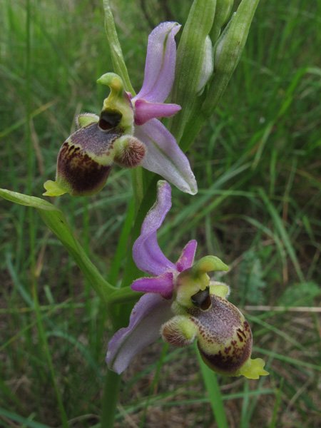 <i>Ophrys santonica</i> J.M.Mathé & Melki