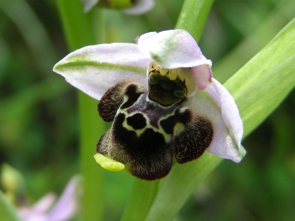 <i>Ophrys santonica</i> J.M.Mathé & Melki