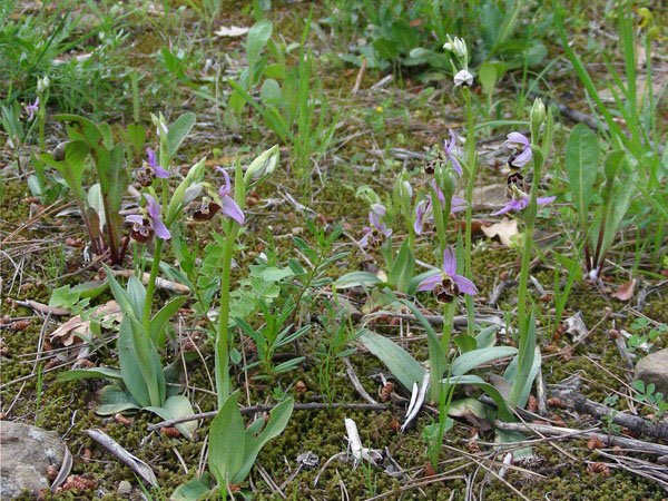 <i>Ophrys vetula</i> Risso