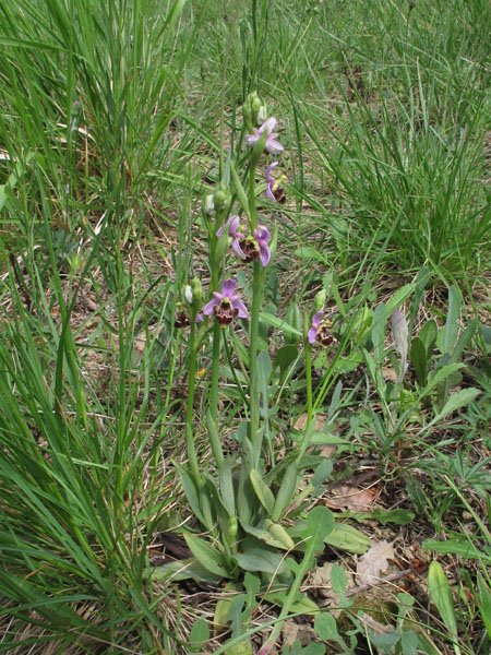 <i>Ophrys vetula</i> Risso