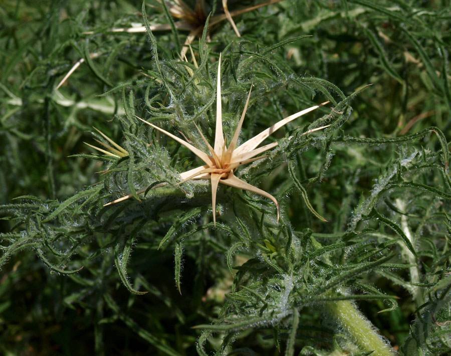 <i>Centaurea calcitrapa</i> L.