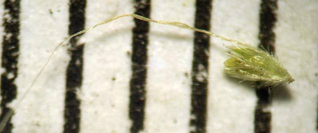 <i>Gastridium phleoides</i> (Nees & Meyen) C.E.Hubb. subsp. <i>phleoides</i>