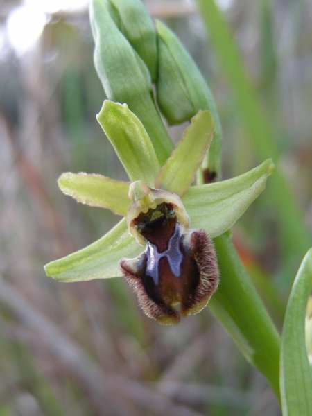 <i>Ophrys massiliensis</i> Viglione & Véla
