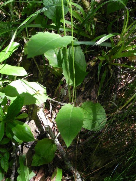 <i>Hieracium grovesianum</i> Arv.-Touv. ex Belli