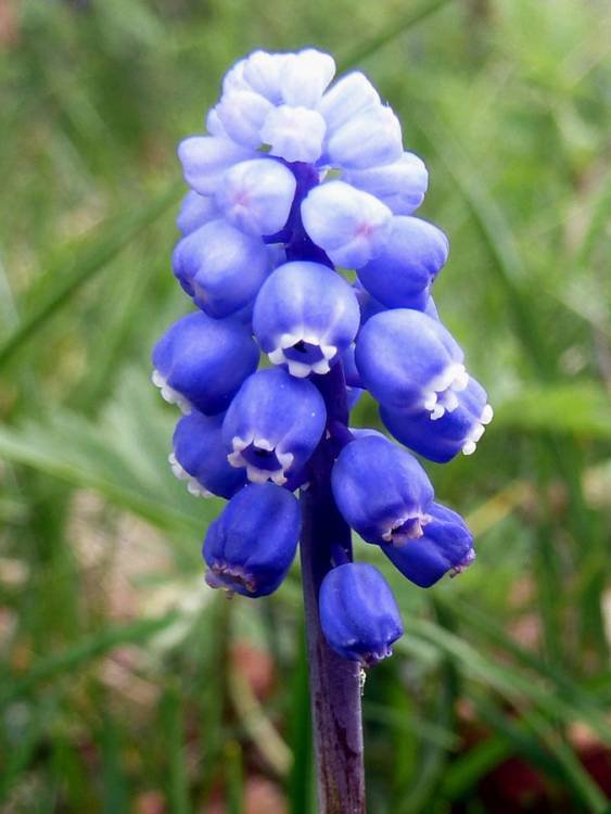 <i>Muscari botryoides</i> (L.) Mill.