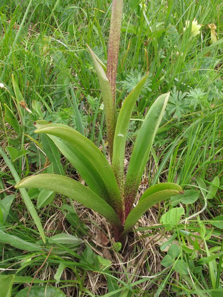 <i>Orchis mascula</i> (L.) L. subsp. <i>speciosa</i> (Mutel) Hegi