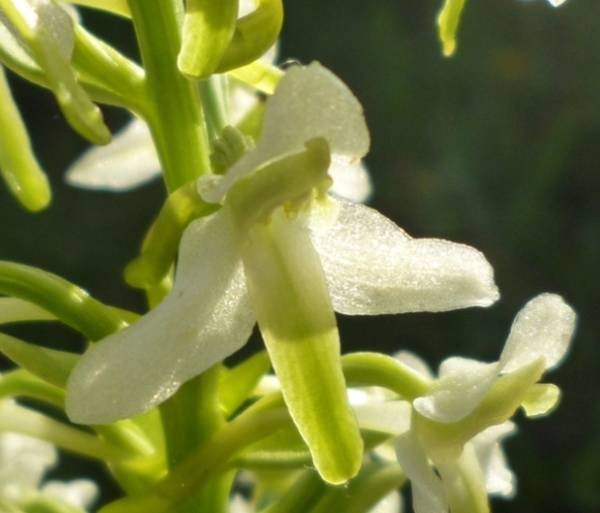 Platanthera bifolia (L.) Rich. (a).jpg