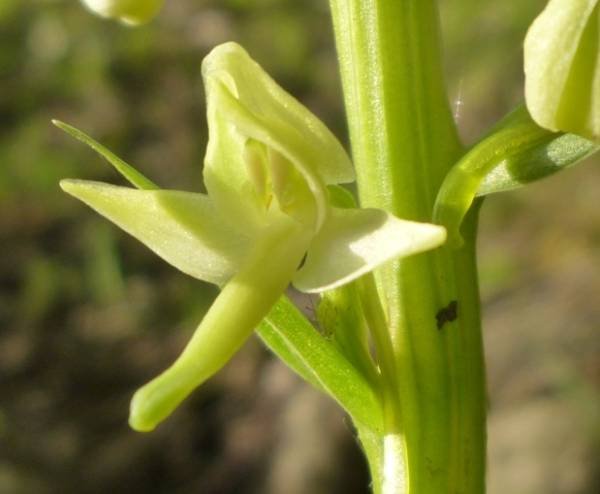 Platanthera bifolia (L.) Rich. (d).jpg