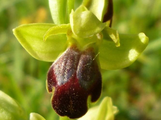 <i>Ophrys lucana</i> P.Delforge, Devillers-Tersch. & Devillers
