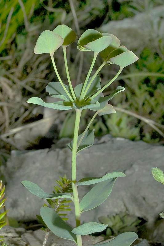<i>Euphorbia vallinoana</i> Belli