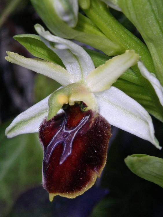 <i>Ophrys panormitana</i> (Tod.) Soó