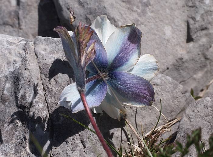 <i>Pulsatilla alpina</i> (L.) Delarbre subsp. <i>millefoliata</i> (Bertol.) D.M.Moser