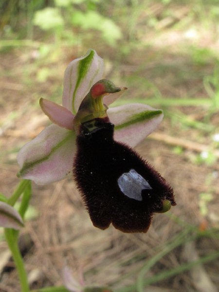 <i>Ophrys bertolonii</i> Moretti subsp. <i>explanata</i> (Lojac.) Soca