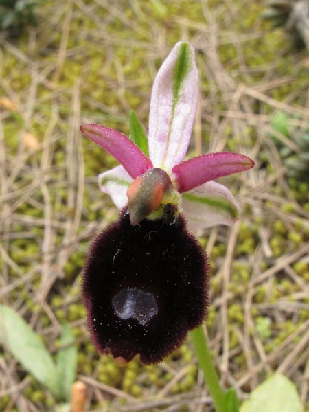 <i>Ophrys bertolonii</i> Moretti subsp. <i>explanata</i> (Lojac.) Soca