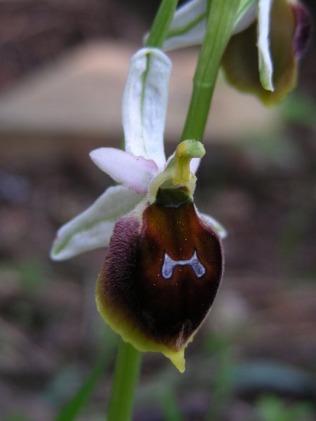 <i>Ophrys crabronifera</i> Mauri