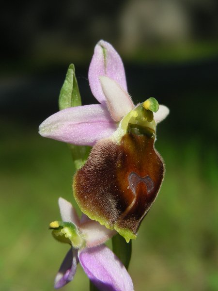 <i>Ophrys crabronifera</i> Mauri