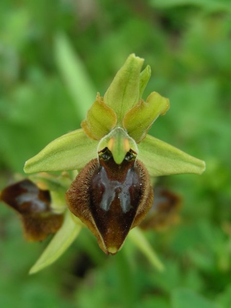 <i>Ophrys tarquinia</i> P.Delforge