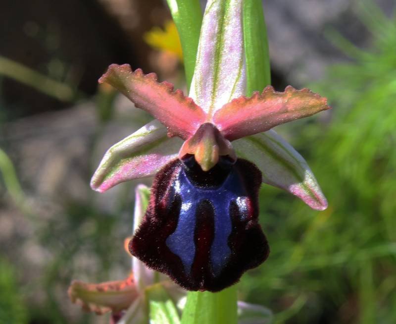 <i>Ophrys sipontensis</i> O.Danesch & E.Danesch