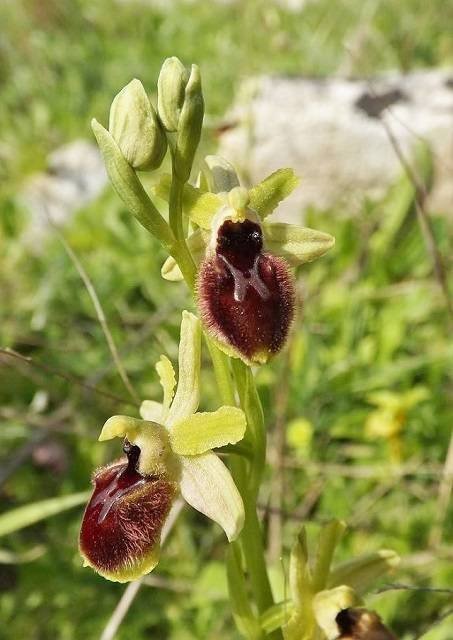 <i>Ophrys tarentina</i> Gölz & H.R.Reinhard