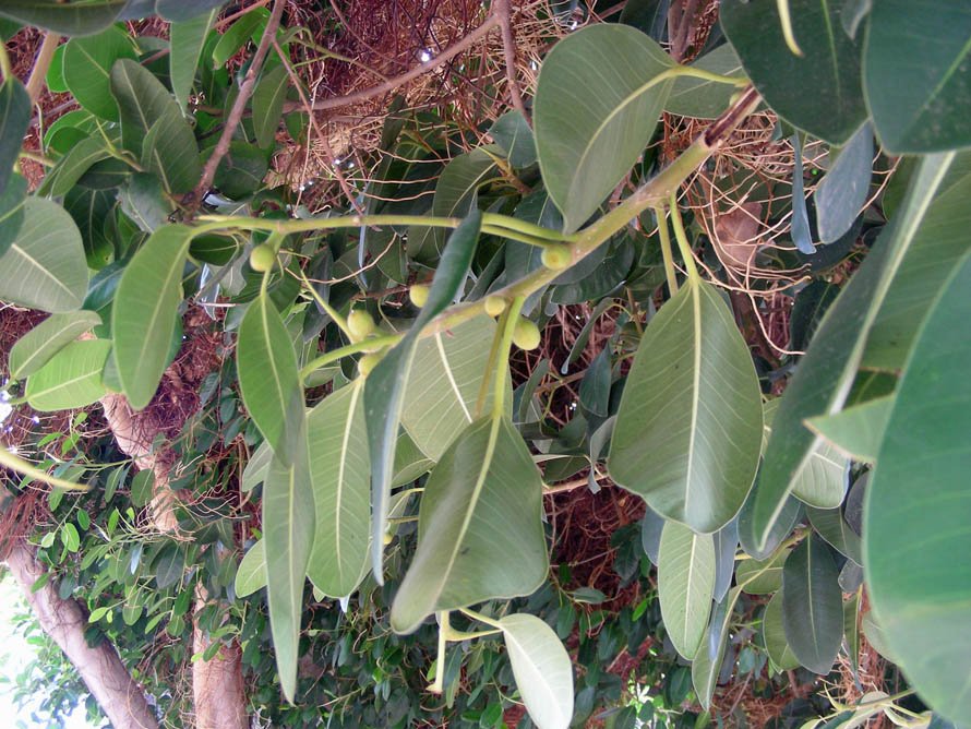 <i>Ficus rubiginosa</i> Desf. ex Vent.